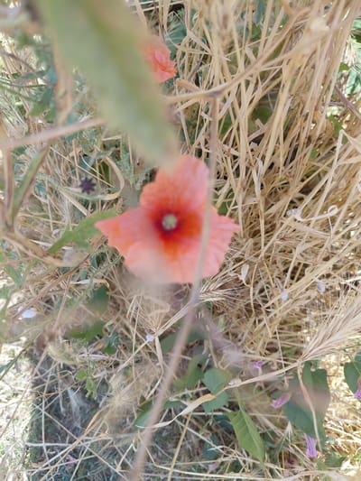 The image is a close-up, overhead shot of a natural outdoor scene, likely a field or meadow. The primary subject is a vibrant orange poppy in the center, slightly out of focus. It is surrounded by dry, golden stalks of grass and wheat, which dominate the frame and create a textured background. Interspersed among the dry grasses are some green leaves and small, delicate purple flowers, hinting at other flora present in the setting.
The overall impression is one of a wild, uncultivated landscape. The lighting suggests it is daytime, with natural sunlight illuminating the scene. There are no people visible, and no specific activity or event is clearly taking place, other than the natural state of growth and decay in a meadow.
Notable details include the fuzzy texture of the poppy petals and the intricate, spiky structures of the dry grass. There are also some blurry green elements, possibly leaves or stems, in the foreground and midground, adding depth to the image. The presence of both dry, mature grasses and new green shoots and flowers suggests a transition of seasons. The image was captured in Marynivka, Ukraine. No text is visible in the media file.