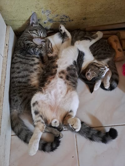 Two cats are sleeping together on a tiled floor next to a light-colored wooden structure and a yellow wall. The cat on the left is curled on its side, with its head tucked into the other cat. The cat on the right is lying on its back, with its legs splayed out. Both cats have tabby markings. The environment appears to be indoors, likely a home, as indicated by the tiled floor and indoor furniture or fixtures. The scene suggests a peaceful, domestic setting in Lhokaweawe, Indonesia.