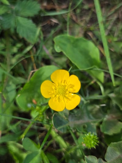 A close-up, overhead shot captures a single, vibrant yellow buttercup flower in soft focus. The flower's petals are slightly curled, revealing a detailed center with numerous stamen. Surrounding the buttercup is a lush carpet of green grass and leaves, also rendered with a blurred effect, creating a shallow depth of field that draws the viewer's eye to the flower. To the right of the buttercup, a small, spiky green bud or seed head is visible. The overall impression is of a natural, outdoor setting, likely a meadow or grassy area, with hints of a dappled light suggesting it could be daytime, possibly with overcast weather given the soft lighting. No text is visible. The scene evokes a sense of simple, natural beauty.