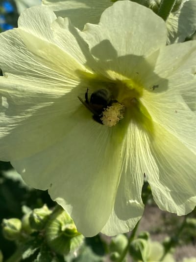 A close-up shot shows a bumblebee deep within a pale yellow hollyhock flower. The bee, with its fuzzy black and yellow body, is partially obscured, with its head and front legs visible as it appears to be collecting pollen. The delicate, papery petals of the hollyhock are spread wide, revealing the flower's center where the bee is working. The sunlight casts soft shadows on the petals, highlighting their textured surface and the fine veins running through them. In the background, out of focus, are the green buds of other hollyhock flowers and hints of the surrounding garden foliage. The scene is peaceful, capturing a moment of nature's activity.