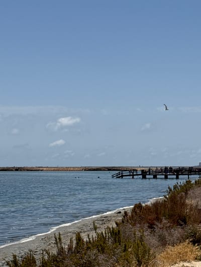 The image depicts a view of the salt flats in San Pedro del Pinatar, Spain. A wooden pier extends out over the water, with several people visible walking on it. The water is calm and reflects the blue sky, which is dotted with a few white clouds. A seagull is flying in the distance. The foreground is occupied by dry vegetation and sandy ground. The scene suggests a sunny day with moderate activity on the pier.