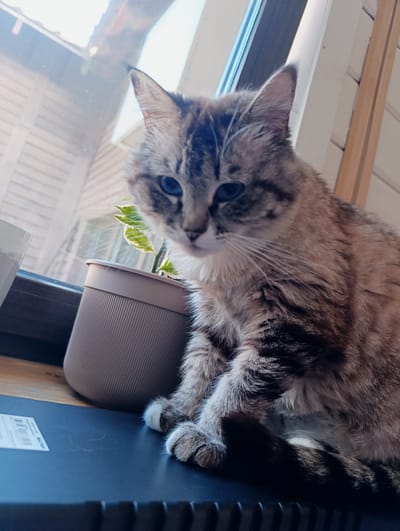 The image captures a domestic cat sitting indoors, positioned on a dark, flat surface, likely a window sill or a piece of furniture. The cat has striking blue eyes and a coat of mixed light brown, grey, and dark tabby fur, with some white markings on its paws and around its muzzle. It appears to be looking slightly downwards and to the left, with a calm or pensive expression.

To the cat's left, a small potted plant with green and white variegated leaves is visible in a light brown, ribbed pot. The dark surface the cat is sitting on features a white label with unreadable text and a barcode, possibly indicating it's an electronic device. Behind the cat, a large window allows bright daylight to stream into the room, suggesting it is a sunny daytime, either morning or afternoon. Through the window, parts of an exterior structure with horizontal slats and a bright sky are visible. White walls or architectural elements frame the window on both sides. The setting is a cozy indoor environment, likely a home in Chernogolovka, Russia.