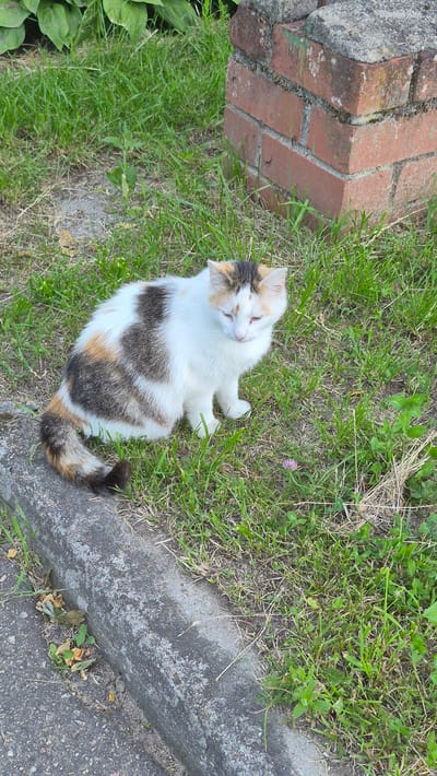 A calico cat is sitting on a patch of grass next to a concrete curb. The cat has white fur with patches of brown, black, and orange. Its eyes are closed and it appears to be resting. Behind the cat, there is a brick structure and some greenery. The scene is outdoors in what appears to be a residential area.