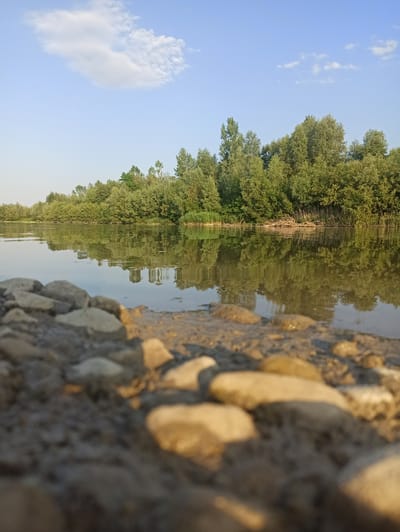 In Kniazhdvir, Ukraine, a tranquil scene unfolds along the bank of a calm river. The foreground is dominated by a scattering of smooth, light-colored river stones and coarse, dark soil, creating a rugged texture that leads the eye towards the water. The river itself, reflecting the verdant trees lining its opposite bank, appears still and clear. Lush, dense foliage, predominantly various shades of green, forms a natural barrier along the far side of the river, with taller trees interspersed among shorter bushes and reeds. The sky above is a pale, clear blue, punctuated by a single, elongated white cloud. The overall impression is one of natural serenity and untouched beauty.
