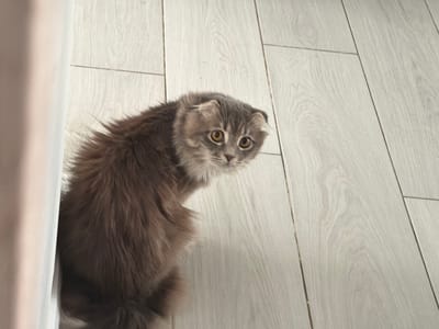 A long-haired grey and brown cat with folded ears and orange eyes is peeking around a white curtain, looking towards the camera. The cat is positioned on a light-colored wooden floor. The scene is indoors, and no specific location in Vovchynets, Ukraine can be determined from the image.
