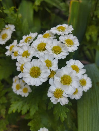 The image is a close-up, vertical, full shot of a cluster of white daisies with yellow centers. The flowers are in focus, with the background a blur of green foliage and a hint of a tall, green stalk on the right. The daisies are arranged densely, some overlapping, creating a bouquet-like effect. The lighting is natural, suggesting an outdoor setting. There are no people or animals present in the image. The location in Baryshivka, Ukraine is not discernible from the visual information provided in the image itself.