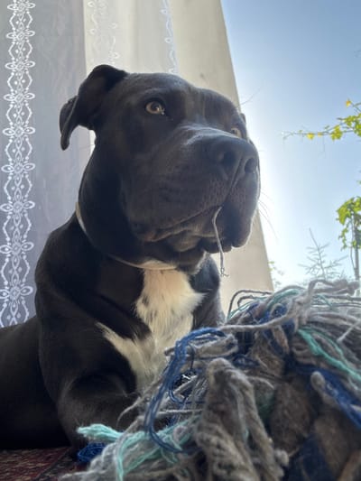 A dark gray dog with white markings on its chest sits in front of a white lace curtain, with a blue and gray rope toy in the foreground. The dog's mouth is slightly open, with a strand of the toy hanging out. The background consists of a bright blue sky and green foliage. The scene appears to be outdoors, possibly in a yard or on a balcony. The image was taken in Zornitsa, Bulgaria.