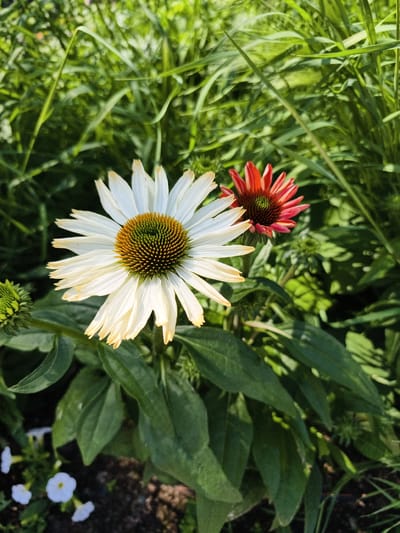 A close-up, eye-level shot captures two coneflowers in a garden setting. The dominant subject is a white coneflower with yellow-tipped petals, its prominent green and brown center facing the viewer. To its right, a smaller, vibrant red coneflower is also in focus, its petals radiating outwards. A green coneflower bud is visible to the left of the white bloom. The flowers are surrounded by lush green foliage and blades of grass, suggesting a natural, outdoor environment. The background is blurred, indicating a shallow depth of field that keeps the flowers sharp. The lighting suggests a sunny day. This scene is likely located in Linköping, Sweden, as part of a garden or park. No people are present in the image.