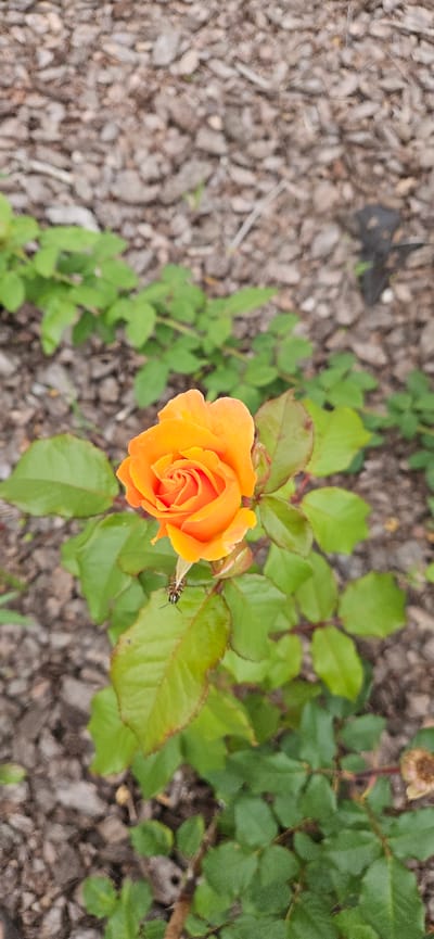 This media file is a top-down shot of an orange rose in bloom. The rose is the central subject, with its petals tightly furled in a spiral. It is surrounded by green leaves, some of which show hints of red along their edges. A small, dark insect with lighter stripes is visible on one of the leaves to the right of the rose. The background is a textured mix of brown wood chips and blurred green foliage, suggesting an outdoor garden setting. The lighting appears to be natural daylight, possibly overcast, as there are no harsh shadows. The overall impression is one of natural beauty and tranquility, focusing on the delicate details of the rose and its immediate surroundings. There is no visible text in the image. The location context is Рождествено, Russia.