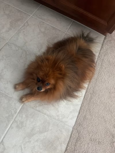The image shows a Pomeranian dog lying on a tiled floor. A dark wooden cabinet is visible on the left side of the frame, while a carpet is partially visible on the right. The location is unspecified within Pahrump, United States of America, with no identifiable landmarks or indicators of a specific address.