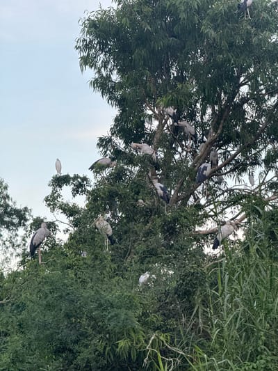 A flock of Asian openbill storks is perched on the branches of a large tree in Yên Sơn Ward, Vietnam. The birds, with their gray and white plumage, are scattered throughout the dense foliage, some standing, others appearing to rest. The tree is lush and green, with its branches extending outwards, creating a natural habitat for the birds. The sky above is a soft, pale blue, suggesting it is either early morning or late afternoon. Surrounding the tree are more trees and tall grasses, indicating a natural, possibly rural or semi-rural environment within the ward. No people are visible in the image.