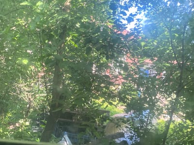 The image depicts a dense overgrowth of green foliage, characteristic of a backyard or garden area. The leaves are lush and vibrant, suggesting a temperate climate and the presence of mature trees. Through the gaps in the leaves, glimpses of man-made structures can be observed. These include what appears to be the upper sections of residential buildings with red-tiled roofs. In the lower portion of the image, some debris and utilitarian objects are visible, such as wooden pallets and possibly plastic containers, hinting at a functional rather than purely decorative outdoor space. The lighting suggests it is daytime, with sunlight filtering through the leaves, creating dappled light effects and some lens flare, particularly in the upper right portion of the frame. The overall impression is that of a private outdoor space, likely a residential backyard in a suburban or rural setting, potentially within the city of Shuya, Russia, given the context of the prompt. No people or animals are discernible within the frame.