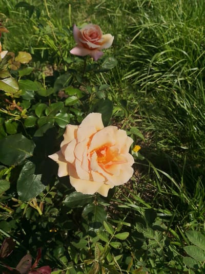 A close-up shot captures two delicate roses in a garden. The foreground is dominated by a large, fully bloomed peach-colored rose, its petals softly unfurling to reveal a vibrant orange center. The rose is surrounded by lush green leaves, some casting shadows on the ground. In the background, a second rose, with a similar peach and pink hue, is slightly out of focus, adding depth to the scene. Tall green grass fills the rest of the background, suggesting an outdoor setting. The lighting indicates it's daytime, with the sun casting dappled light and shadows. The overall mood is serene and natural, highlighting the beauty of the roses and their garden environment. The location is identified as Zelenogradsk, Russia. There is no visible text in the image.