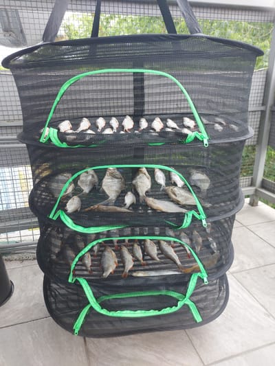 The image displays a three-tiered drying net filled with numerous small fish. The net is black with bright green trim and zippers. The fish appear to be laid out on each of the three shelves, with some of them spread open. The net is suspended outdoors, likely on a balcony or patio, as evidenced by the tiled flooring and a metal railing in the background. Vegetation is visible beyond the railing, suggesting an outdoor urban environment. The scene is consistent with the drying of fish, possibly for consumption or preservation, in Bydgoszcz, Poland. There are no people or animals visible in the image.