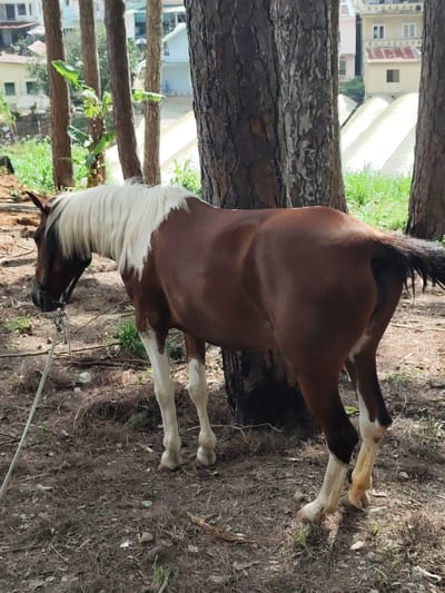 A brown and white horse stands in a wooded area with pine trees. The horse is facing left, with its head lowered. A rope is tied to the horse's bridle and extends to the left. In the background, there are buildings and lush greenery, suggesting a rural or semi-rural setting. The ground is covered in dry leaves and pine needles. The image appears to have been taken in the city of Lộc Quý, Vietnam, given the presence of pine trees common in some mountainous regions of Vietnam.