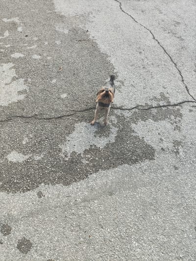 A small dog, possibly a Yorkshire Terrier, stands on cracked asphalt. The asphalt has areas of dark staining, possibly from water or oil. The dog is facing upwards and appears to be looking at the camera. The background is entirely composed of the asphalt surface, with no other objects or features visible. The scene is outdoors, and the lighting suggests it is daytime. The location is identified as the Massandrovsky village council in Ukraine.