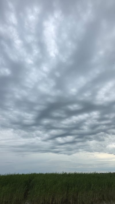 A wide shot depicts a sky filled with dark, undulating clouds, resembling a mackerel sky, over a dense line of green reeds. The reeds extend horizontally across the lower portion of the frame, with hints of water visible at their base. The upper two-thirds of the image are dominated by the overcast sky, with varying shades of grey and white in the cloud formations. The scene is likely a natural landscape, potentially a marsh or lakeside, in the vicinity of Kupoyarovo, Russia. There are no people or discernible actions taking place within the frame.