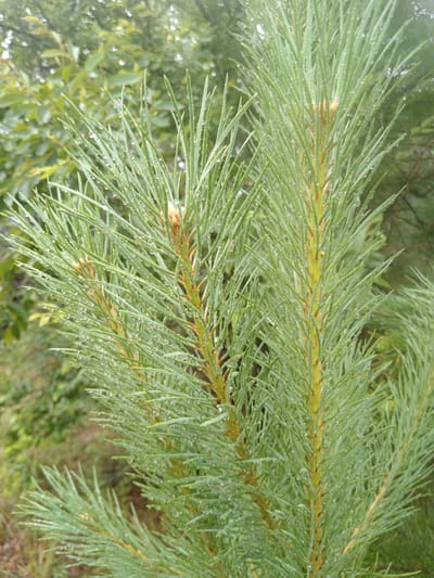A close-up, eye-level shot shows several green pine branches covered in water droplets. The pine needles are long and thin, with a slightly fuzzy texture, and they cluster around thicker, reddish-brown stems. The background is softly blurred, featuring more green foliage and some dry, brown earth. The lighting is overcast, creating a diffused light that highlights the moisture on the needles. The image appears to have been taken outdoors in a natural, possibly wooded, environment in Vasil'evka, Russia, given the context.