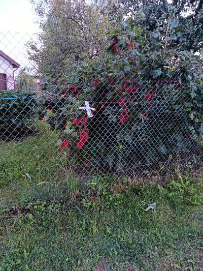 A chain-link fence is in the foreground, with green grass and some weeds growing at its base. Behind the fence, there is a dense green bush laden with red berries. A small white object, possibly a piece of paper or plastic, is attached to the bush by the fence. In the background, a house with a brown roof and white walls is visible to the left, and trees with green foliage are seen behind the berry bush. The scene appears to be an outdoor residential area in the village of Smalyavichy, Smalyavichy District, Minsk Region, Belarus.