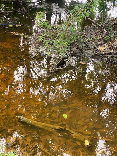 The image depicts a shallow, murky body of water, likely a canal or creek, in a natural or semi-natural environment. The water has a strong amber hue, suggesting sediment or tannins. The bottom is obscured by submerged leaves and debris, with a visible waterlogged branch lying horizontally in the foreground. The water surface reflects the surrounding vegetation and sky, with ripples indicating gentle movement. Overhanging branches and green foliage are present along the banks, some of which are submerged. The scene appears to be located in Ko Siboya, Thailand, an island known for its natural beauty and mangrove forests, suggesting a possible coastal or inland waterway setting. There are no people or animals visible in the image.