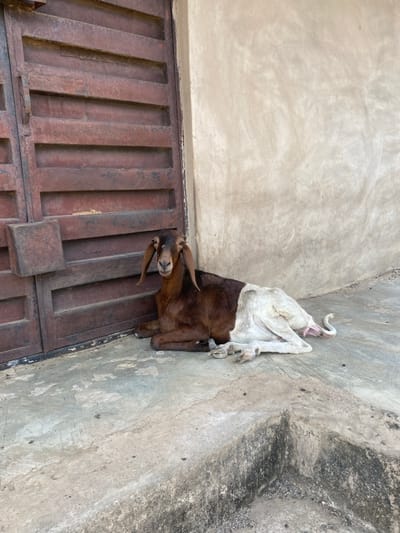 An adult, bicolored goat is observed resting on a concrete surface in an outdoor or semi-sheltered area within Fajo 2 Division Range, Nigeria. The goat's head, neck, and front torso are dark brown, transitioning to an off-white coloration for its rear torso, hind legs, and tail. It possesses long, floppy ears and is positioned with its legs folded beneath it, its head upright and facing slightly towards the viewer. To the goat's left is a weathered, dark brown metal gate or door featuring horizontal paneling and a square latch mechanism. To its right is a plain, light beige, textured wall. The concrete ground exhibits wear and discoloration, with a raised concrete step or curb visible in the foreground.