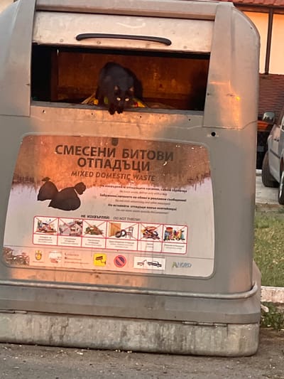 A black cat is perched on the edge of an open, grey, rectangular dumpster filled with trash. The cat is looking down and slightly to the right with its yellow eyes visible. The dumpster has a label in both Bulgarian and English that reads "MIXED DOMESTIC WASTE". Below this text is a series of pictograms illustrating acceptable and unacceptable waste disposal. The dumpster is situated outdoors, with a grassy area and a building visible in the background. The lighting suggests it is either dawn or dusk, casting a warm glow on the scene. The image appears to be taken in the city of Tvarditsa, Bulgaria.