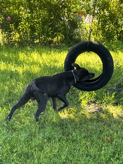 A black dog is playing with a tire swing in a grassy yard. The dog is mid-action, with its head inside the tire. The background consists of lush green foliage and grass, with some sunlight dappling the scene. The image appears to be taken outdoors in a residential area. The location is identified as Zornitsa, Bulgaria.