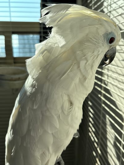 A white umbrella cockatoo with a grey beak and a reddish-brown eye perches on something grey, inside what appears to be a cage based on the bars visible behind the bird. The cage is likely located near a window, with bright light filtering through the bars. The location appears to be Jesús del Monte, Mexico.