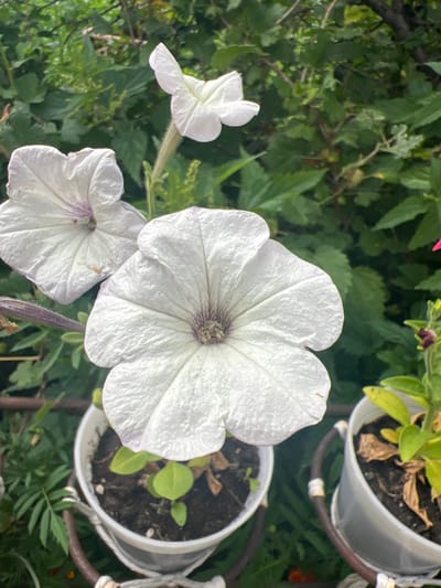 The image shows a close-up of three white petunias blooming in pots. Two of the petunias are in focus in the foreground, with one large bloom dominating the center and another to its left. A third, smaller bloom is visible further back and to the right. The flowers are a delicate white with subtle purple veining in their centers. They are planted in white pots with dark soil. The pots are suspended by metal hangers, suggesting they are hanging baskets. The background is filled with lush green foliage, indicating an outdoor setting, likely a garden or balcony. The image does not contain any people or overt actions, presenting a still life of blooming flowers. The location is specified as Poletaevo, Russia.