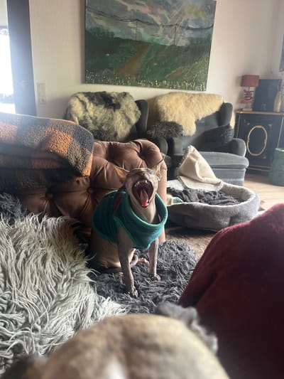 A sphynx cat wearing a green sweater yawns, showing its tongue, as it lies on a brown, tufted cushion. It is surrounded by various textures, including shaggy rugs and sheepskin throws. A painting hangs on the wall next to an electrical outlet. The location is a home interior, potentially in Konz, Germany.