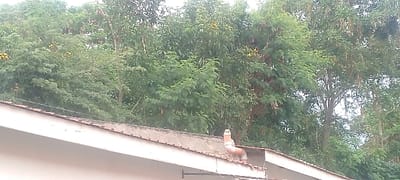 The image shows a building roof with a chimney in the center. The roof is painted white with brown tiling along the edges. Behind the roof, a dense collection of trees stretches upwards, filling the top portion of the image. The trees feature varied shades of green and yellow blossoms, indicating healthy foliage. The sky is visible in small patches between the trees, suggesting a slightly overcast day.