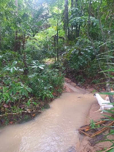 The image depicts a stream flowing through a dense, green forest. The water is murky, likely due to recent rainfall or sediment disturbance. On the right bank of the stream, there are a white dog with black spots and a brown dog. In the immediate foreground on the right bank are some bamboo-like plants and a small square object made of sticks, seemingly constructed. The forest surrounding the stream is lush, with a variety of trees and foliage, indicating a tropical environment. The location is the city of Baan Thong Nang, Thailand.