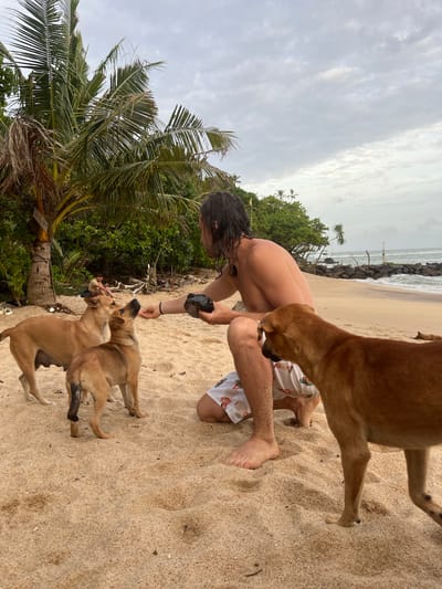 In Batawala, Sri Lanka, a shirtless man with long, dark hair kneels on a sandy beach, offering a dark object to two tan dogs. One dog, larger and standing, looks up at the man's outstretched hand, while a smaller dog leans in, also reaching. A third tan dog stands to the right, facing away from the viewer. The man wears patterned shorts. Behind him, palm trees and lush green foliage form a dense backdrop. The ocean is visible in the distance, with waves crashing against a rocky shore. The sky is overcast with light clouds.