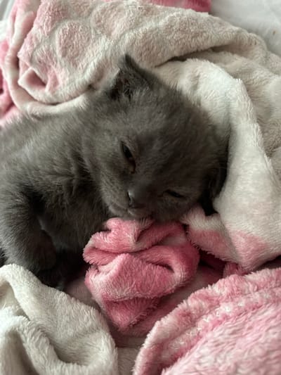 A close-up, overhead shot captures a small, grey kitten sleeping soundly on a soft, pink and white striped blanket. The kitten is nestled into a fold of the blanket, with its face partially obscured. The blanket appears plush and fluffy, with visible texture from its fabric. The lighting suggests it is indoors, possibly in a domestic setting. There is no indication of the location in Vitsebsk, Belarus.