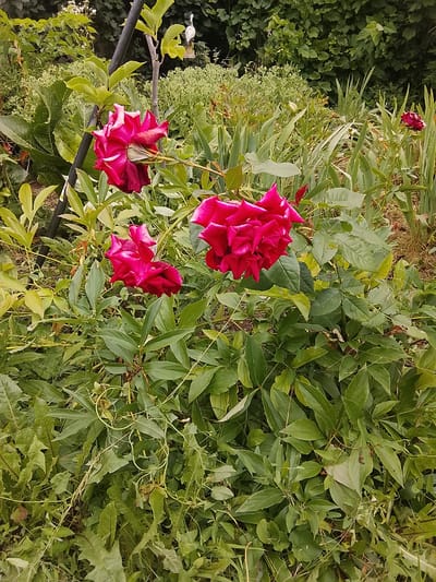 In Codru, Moldova, a vibrant cluster of deep pink roses stands out against a backdrop of lush green foliage. The roses, some in full bloom and others in bud, are the focal point of this garden scene. They are surrounded by a variety of plants, including tall, slender green stalks and broader-leafed greenery. A dark, vertical pole, possibly a support stake, is visible to the left of the roses. The overall impression is one of a thriving natural environment, likely a well-maintained garden or a wild patch of blooming flora.