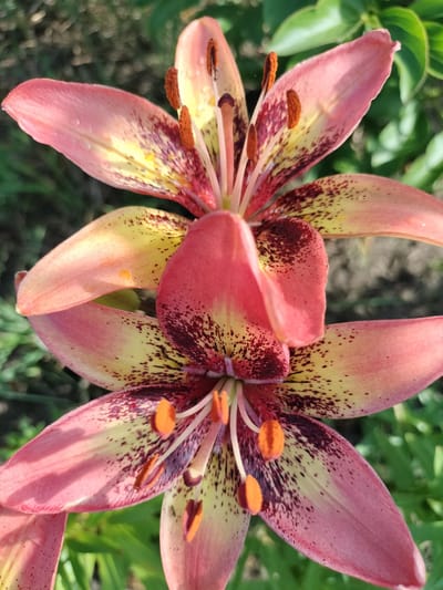 The image displays a close-up, vertical view of two pink and yellow lilies with dark red speckles. The lilies are in bloom, with their petals unfurled, revealing prominent orange stamens and pistils. Water droplets are visible on some of the petals, suggesting recent rain or dew. The background consists of blurred green foliage, indicating an outdoor setting, likely a garden or natural environment. The scene is well-lit, possibly by natural sunlight, with soft shadows. The overall impression is one of natural beauty and detail. The provided location, Lykhove, Ukraine, is noted, but there are no elements in the image to confirm or deny this specific location.