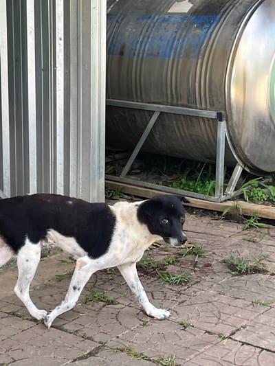 An adult black and white mixed-breed dog with a patchy coat and speckled legs walks on a paved surface in front of a corrugated metal wall and a large cylindrical water tank. The dog is looking towards the right side of the frame with a slightly worried expression. Green weeds are growing through cracks in the paving stones. The water tank is silver and has blue markings on its side. The corrugated metal wall is vertical and silver. The environment appears to be outdoors.