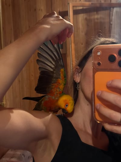 A close-up, over-the-shoulder selfie shows a person holding a smartphone in their right hand, taking a picture of themselves in a mirror. A sun conure parrot is perched on the person's left shoulder, with its wings partially spread. The background is a wooden wall, likely in a room. The image is taken in Udelnaya, Russia.