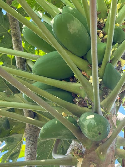 The image shows a close-up view of a papaya tree with multiple green papayas growing on its branches. The papayas are of various sizes and shapes, some elongated and others more rounded. The tree's thick, woody trunk and branches are visible, along with some of its large, lobed leaves. Small yellow flowers are also scattered among the fruits. The background consists of a bright blue sky and some of the tree's foliage. The lighting suggests it is a sunny day. The scene is a natural environment, likely a garden or orchard, but no specific city or location is identifiable from the image.
