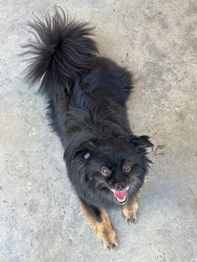 A black dog with tan paws and a fluffy tail lies on a gray concrete surface. The dog is positioned on its back, looking up at the camera with its mouth open and tongue protruding. The dog's fur appears to be long and somewhat disheveled. The background is a plain, unadorned concrete surface. The scene appears to be outdoors during daylight. There is no indication of the location being Lyubovka, Bulgaria.