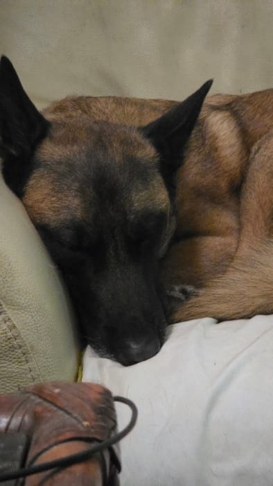 The image captures a Belgian Malinois-type dog sleeping soundly indoors in Magny-les-Hameaux, France. The animal, exhibiting a fawn and brown coat with a black muzzle and black-tipped erect ears, is curled on a light-colored, possibly white, soft fabric surface. Its head rests against a cream-colored upholstered cushion. The dog's eyes are closed. In the lower-left foreground, a dark brown, textured object, possibly made of carved wood or distressed leather, with a black cord or strap draped over it, is partially visible.