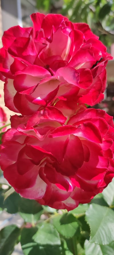 Two vibrant red and white roses are in full bloom, their petals unfurling to reveal layers of color. The roses are positioned close together, with the upper rose slightly overlapping the lower one. Sunlight illuminates the scene, casting shadows and highlighting the delicate textures of the petals. In the background, out-of-focus green foliage and a hint of a light-colored structure suggest an outdoor setting, likely a garden or park. A small, dark insect, possibly a fly, is visible on the upper right petal of the top rose. The location is identified as Supsekh, Russia, implying a natural or cultivated outdoor environment within that region.