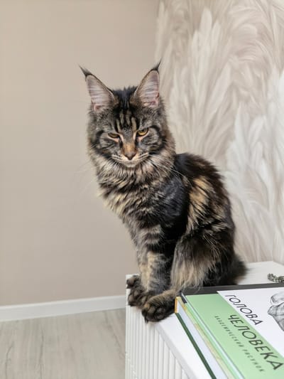 A Maine Coon cat with dark tabby markings sits on a white surface next to a stack of books, with a light-colored, textured wallpaper behind it. The cat is looking downwards with its eyes partially closed and its ears are pointed upwards. The books are stacked horizontally, with the top book featuring a title in Cyrillic script that translates to "Head of a Human: Academic Drawing". The scene appears to be indoors, possibly in a home or studio, with a light-colored wooden floor visible in the foreground. There is no indication of the city of Tver, Russia in the image.