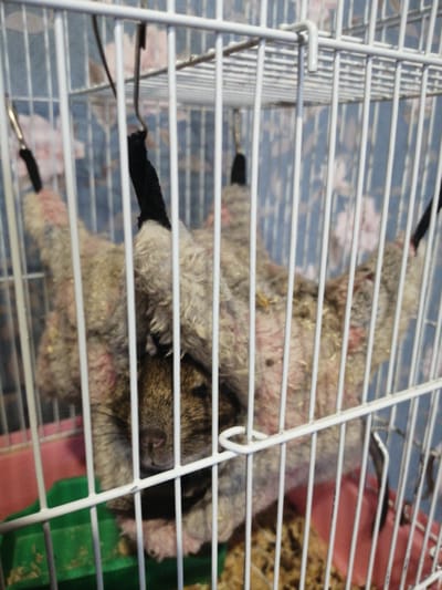 A degu, a small rodent, is visible inside a white wire cage in what appears to be a home environment. The degu is nestled within a shredded fabric hammock, with its face partially obscured. The cage contains a pink plastic tray and a green plastic food dish. The background is blurred, but suggests a room with wallpaper featuring a floral pattern. The degu's fur appears somewhat matted, and there are some visible areas of pink skin, suggesting potential fur loss or irritation. The image is lit with artificial light, creating a slightly grainy texture. The specific location within the city of Рэчыцкі сельскі Савет, Belarus cannot be determined from the visual information provided.