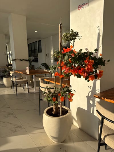 The image shows an interior space, possibly a restaurant or cafe, located in Kedisan, Indonesia. The flooring is white marble tile with grey veining. Several tables and chairs are visible, constructed with light-colored wood and metal frames. A potted flowering plant with orange flowers occupies the foreground, situated in a large, egg-shaped, white planter. A 'NON SMOKING AREA' sign is affixed to the wall. Sunlight streams into the space, casting shadows on the walls and floor. Through an opening, glimpses of more interior space are visible, including a partial view of windows and plants.