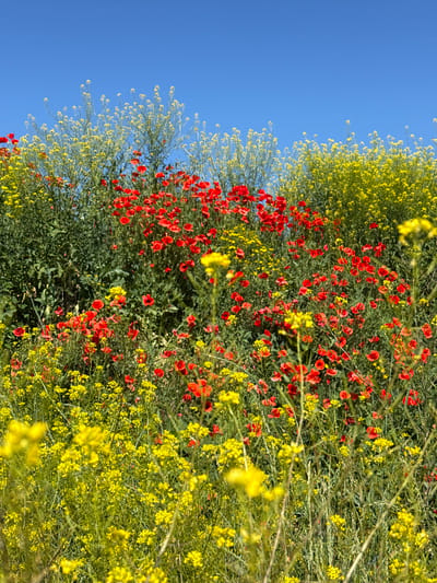 In the city of Korobivka, Ukraine, a field of wildflowers blooms vibrantly under a clear blue sky. The foreground is dominated by a dense array of small yellow flowers, interspersed with tall stalks of grass. Behind this, a striking layer of red poppies adds a splash of vivid color. Further back, a taller, more diffuse collection of yellow flowers reaches upwards, creating a layered effect of color and texture across the landscape. The scene is one of natural beauty, showcasing a wild meadow in full bloom.
