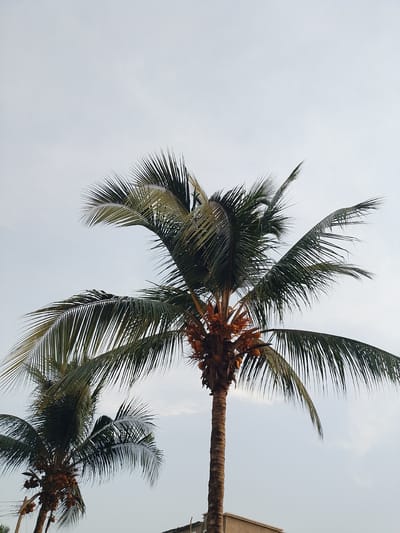 The image depicts two coconut palm trees against a pale sky, likely in an urban setting. The primary tree is taller and more central in the frame, with a straight, textured trunk topped by a cluster of coconuts and a canopy of long, feathery fronds. A second, smaller palm tree is partially visible to the left, also bearing coconuts. The base of the trees appears to be near a building, judging by a roofline visible in the lower portion of the frame. Based on the request, the location is Umuahia, Nigeria, although there are no landmarks or people to confirm this. The overall scene suggests a tropical or subtropical environment with trees commonly found in urban landscapes.