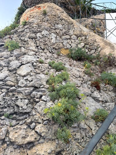 The image depicts a section of a rough, textured stone wall with various green plants growing out of its crevices. The rocks are light gray and beige, with visible cracks and holes, suggesting an aged and weathered surface. Some of the plants are small and low-lying, while others are bushier and more established, with needle-like leaves. There are also hints of reddish-brown soil and small, dried plant debris interspersed among the rocks and vegetation.
In the upper left corner of the image, a metal structure, possibly part of a fence or scaffolding, is visible. This structure is made of intersecting metal bars and leans against the stone wall. To the left of this, a pale blue sky is visible, suggesting an outdoor setting. In the lower left portion of the image, what appears to be a curved section of the wall is visible, with some reddish material, possibly brick or terracotta, embedded within it.
A dark gray metal railing runs diagonally across the right side of the image, partially obscuring the stone wall and plants. The lighting suggests it is daytime, with sunlight illuminating the textures of the rocks and plants. The overall scene evokes a natural, rugged environment, possibly a cliff face or an old fortification. The presence of the metal structures and the stone wall hints at human intervention, but the overgrowth of plants suggests a place that may be partially reclaimed by nature. No people are visible in the image. The location context indicates Cascais, Portugal, which aligns with the Mediterranean-like vegetation and stone architecture often found in coastal regions.