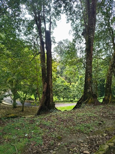 Two large trees, covered in moss, flank a clearing. Their trunks form a natural archway framing a view of a paved road in the distance, surrounded by dense green vegetation. The foreground consists of an embankment covered in leaves, grass, and moss. The overall scene exudes a tranquil and natural ambiance.