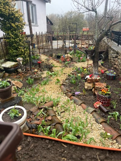 The image depicts a garden located in Gorun, Bulgaria. The garden features a variety of plants, including tulips, daffodils, and other greenery, arranged amongst gravel pathways bordered by broken terracotta tiles. The plants appear to be wet, likely due to recent rain or watering. Several decorative elements are present, such as flower pots, a garden gnome, and ceramic mushrooms. In the background, a wooden fence surrounds a property with a white house and a separate outbuilding. Overhanging branches from a bare tree are visible at the top left. The overall scene suggests a well-maintained, yet slightly cluttered, garden.